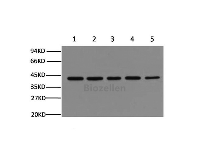 beta actin Monoclonal Antibody B-IO-10026