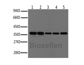 GAPDH Monoclonal Antibody B-IO-10030
