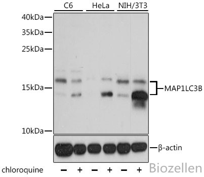 MAP1LC3B Polyclonal Antibody B-IO-10007