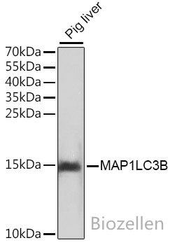 MAP1LC3B Polyclonal Antibody B-IO-10007