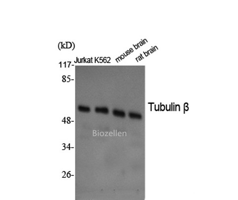 beta Tubulin Polyclonal Antibody B-IO-10033