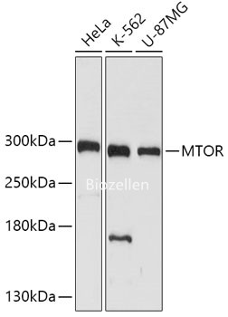 mTOR Polyclonal Antibody B-IO-10008