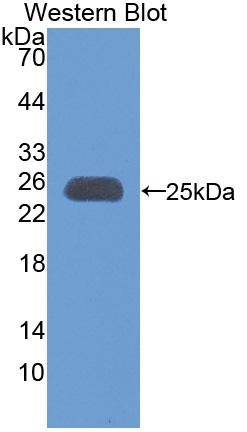 Anti-PGC1 alpha antibodyB-IO-10213